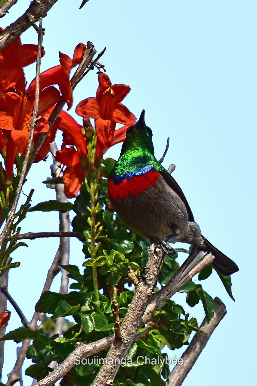 Souiimanga Chalybée